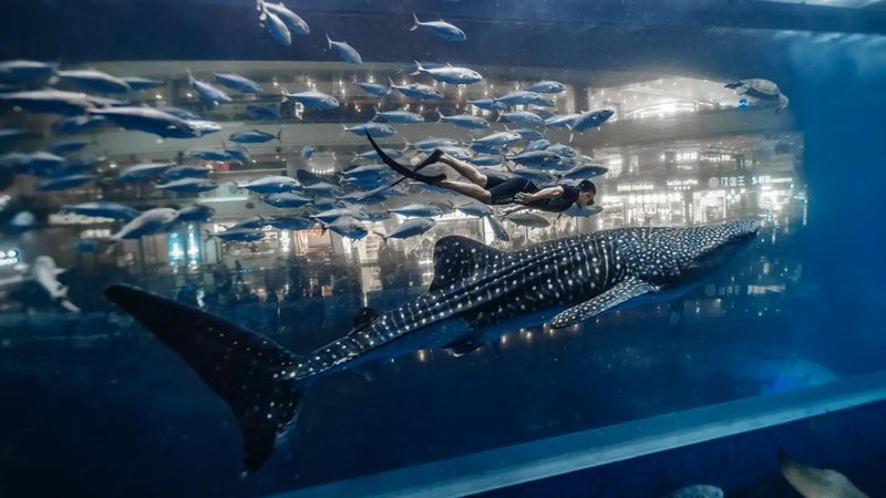 雙流水族店：*《雙流水族店》*，雙流水族店 雙流水族店：*《雙流水族店》*，雙流水族店 全國水族館企業(yè)名錄 第7張
