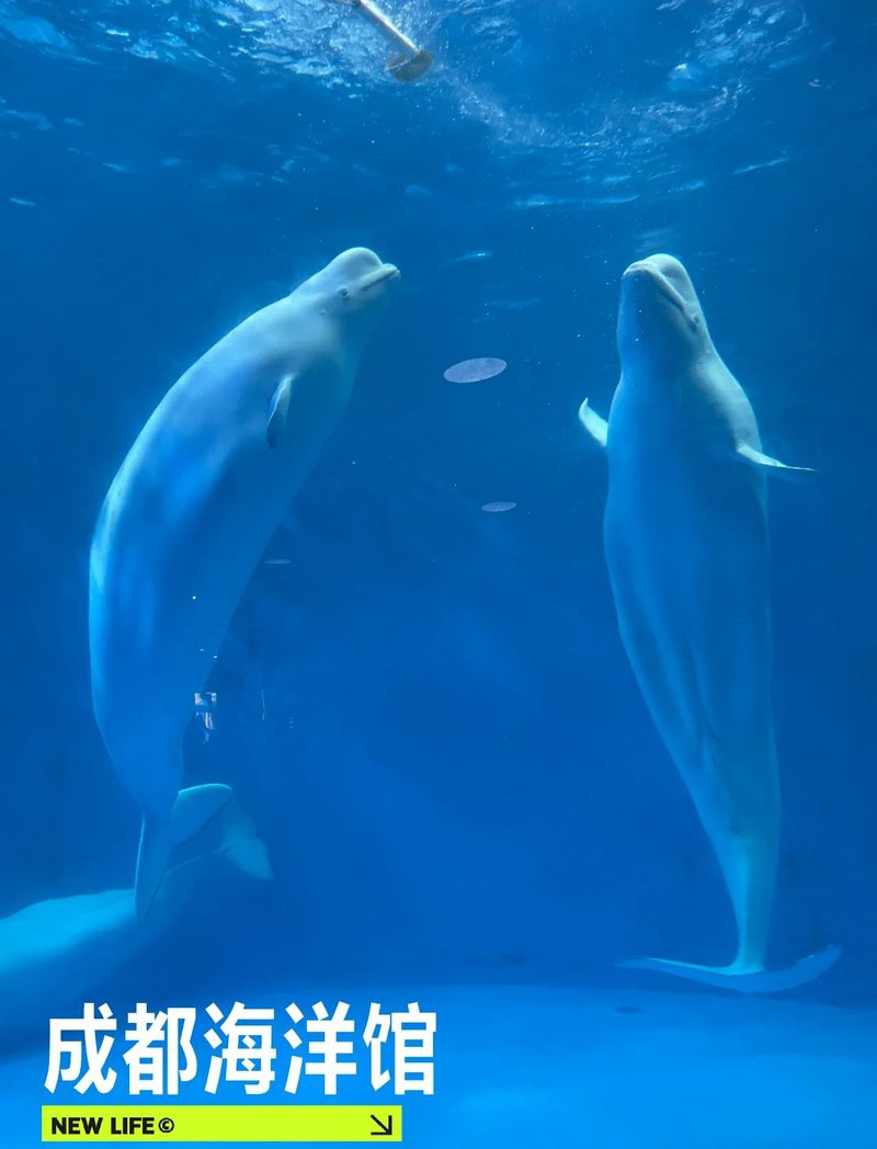 雙流水族店：*《雙流水族店》*，雙流水族店 雙流水族店：*《雙流水族店》*，雙流水族店 全國水族館企業(yè)名錄 第5張