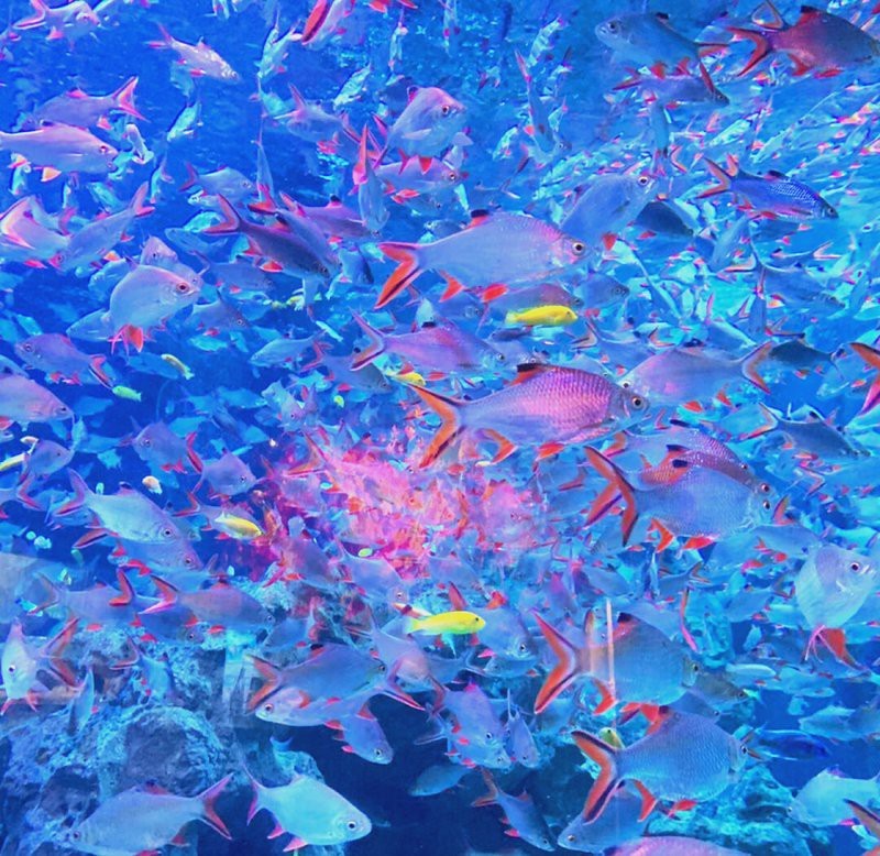 雙流水族店：*《雙流水族店》*，雙流水族店 雙流水族店：*《雙流水族店》*，雙流水族店 全國水族館企業(yè)名錄 第3張