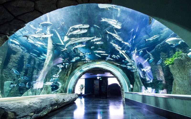 雙流水族店：*《雙流水族店》*，雙流水族店 雙流水族店：*《雙流水族店》*，雙流水族店 全國水族館企業(yè)名錄 第4張