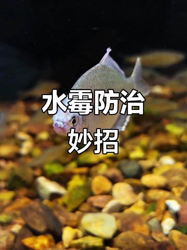 如何預防銀龍魚水霉病？：如何預防銀龍魚水霉病