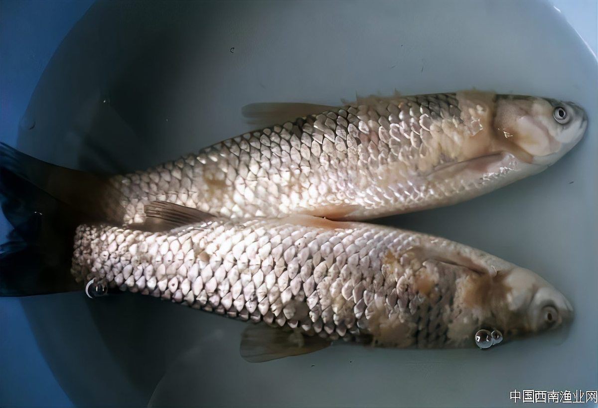 如何預防銀龍魚水霉病？：如何預防銀龍魚水霉病