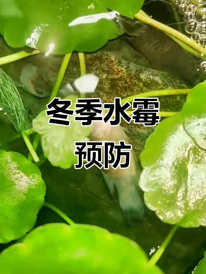 如何預防銀龍魚水霉病？：如何預防銀龍魚水霉病