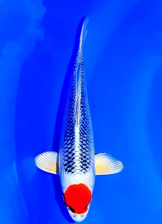 丹頂紅白錦鯉的介紹：丹頂紅白錦鯉