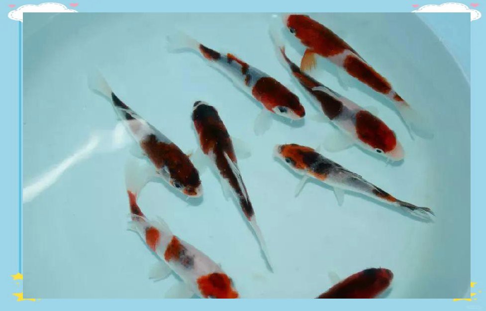 丹頂紅白錦鯉的介紹：丹頂紅白錦鯉