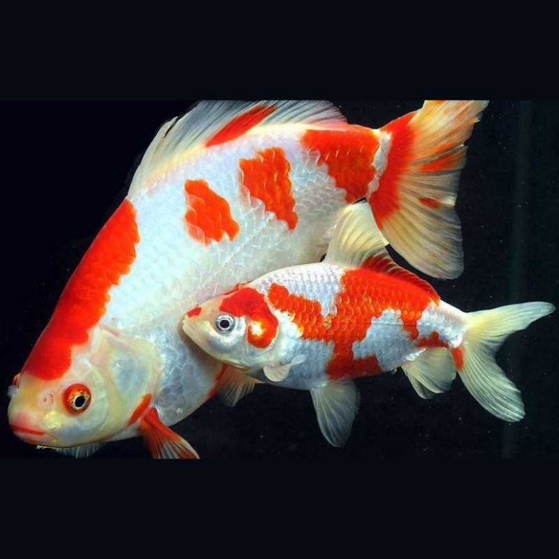 丹頂紅白錦鯉的介紹：丹頂紅白錦鯉