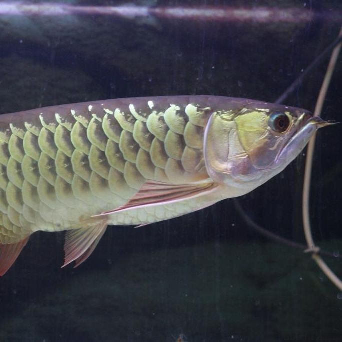 紅尾金龍魚圖片：**《紅尾金龍魚圖片》