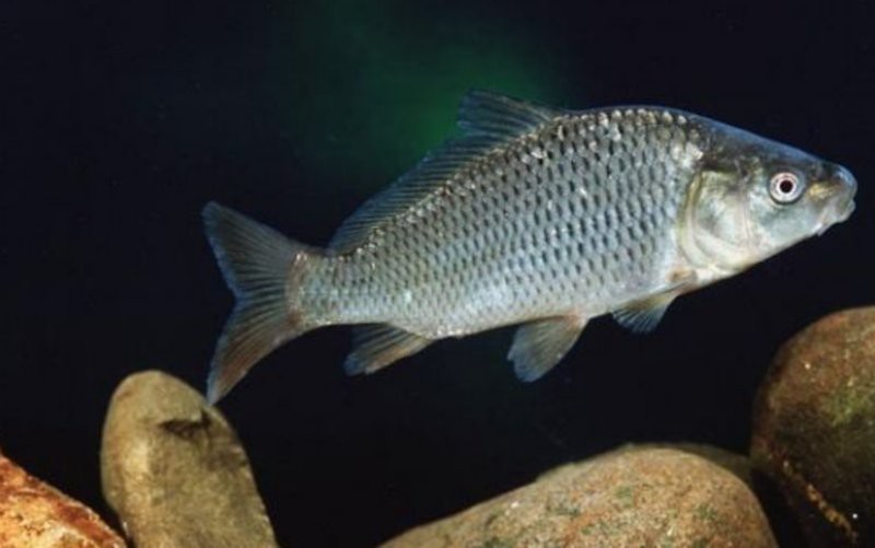 東北三道鱗鯉魚 黑龍江省：黑龍江三道鱗魚