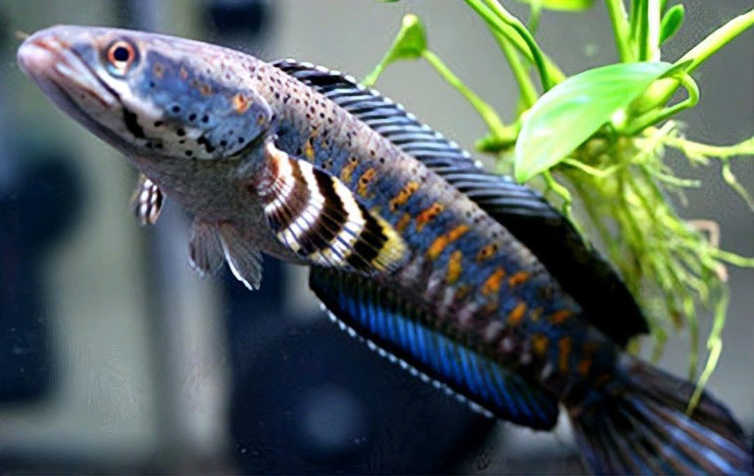 夢幻雷龍魚最忌三種顏色：關于夢幻雷龍魚的顏色問題