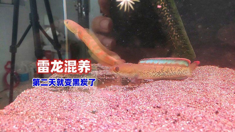 夢幻雷龍魚最忌三種顏色：關于夢幻雷龍魚的顏色問題