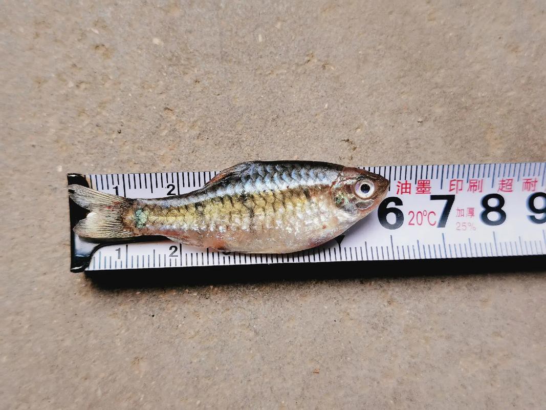 6cm小魚長到20厘米圖片：2019年批次七彩神仙魚成長記錄:七彩神仙魚成長記錄