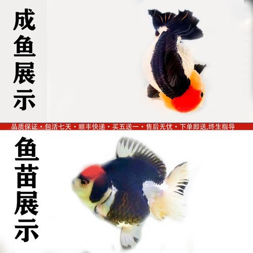 6cm小魚長到20厘米圖片：2019年批次七彩神仙魚成長記錄:七彩神仙魚成長記錄