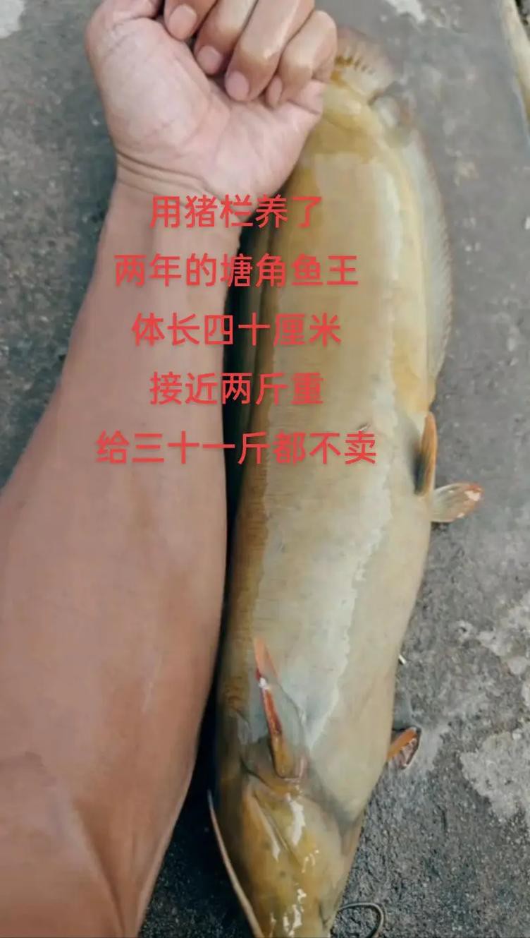 6cm小魚長到20厘米圖片：2019年批次七彩神仙魚成長記錄:七彩神仙魚成長記錄