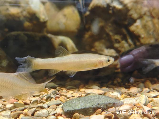 6cm小魚長到20厘米圖片：2019年批次七彩神仙魚成長記錄:七彩神仙魚成長記錄