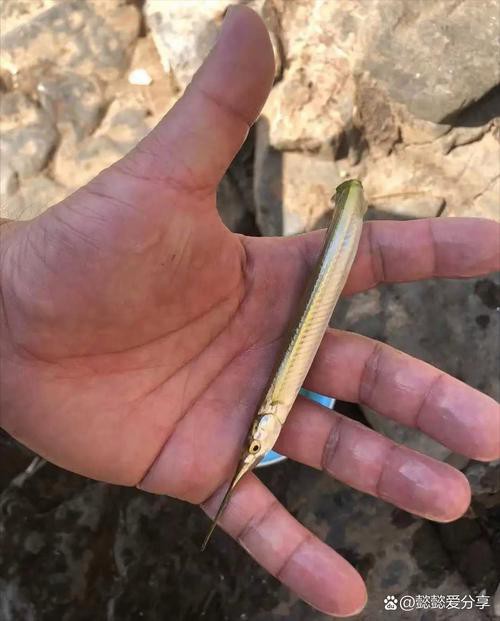 6cm小魚長到20厘米圖片：2019年批次七彩神仙魚成長記錄:七彩神仙魚成長記錄