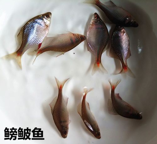 6cm小魚長到20厘米圖片：2019年批次七彩神仙魚成長記錄:七彩神仙魚成長記錄