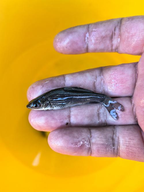 6cm小魚長到20厘米圖片：2019年批次七彩神仙魚成長記錄:七彩神仙魚成長記錄