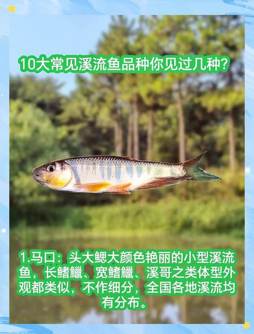 6cm小魚長到20厘米圖片：2019年批次七彩神仙魚成長記錄:七彩神仙魚成長記錄