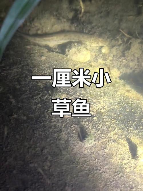 6cm小魚長到20厘米圖片：2019年批次七彩神仙魚成長記錄:七彩神仙魚成長記錄