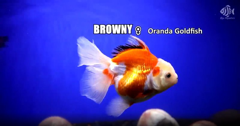 6cm小魚長到20厘米圖片：2019年批次七彩神仙魚成長記錄:七彩神仙魚成長記錄