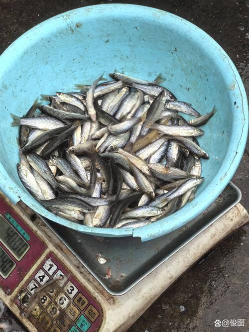 6cm小魚長到20厘米圖片：2019年批次七彩神仙魚成長記錄:七彩神仙魚成長記錄