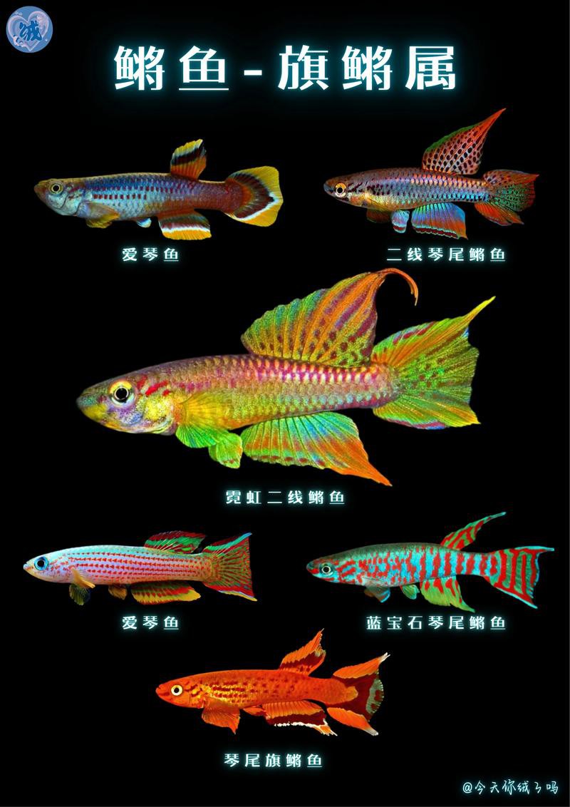 6cm小魚長到20厘米圖片：2019年批次七彩神仙魚成長記錄:七彩神仙魚成長記錄