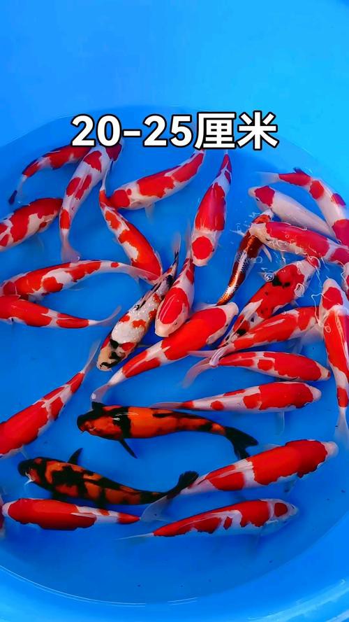 6cm小魚長到20厘米圖片：2019年批次七彩神仙魚成長記錄:七彩神仙魚成長記錄