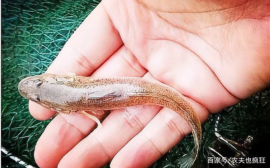 6cm小魚長到20厘米圖片：2019年批次七彩神仙魚成長記錄:七彩神仙魚成長記錄