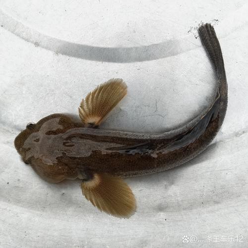 6cm小魚長到20厘米圖片：2019年批次七彩神仙魚成長記錄:七彩神仙魚成長記錄