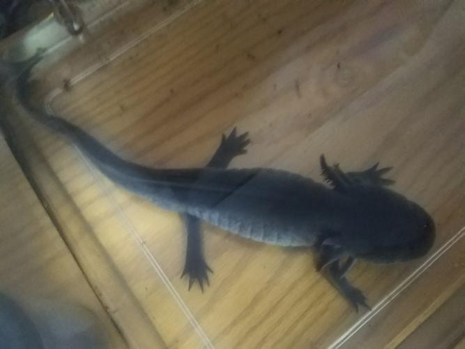 6cm小魚長到20厘米圖片：2019年批次七彩神仙魚成長記錄:七彩神仙魚成長記錄