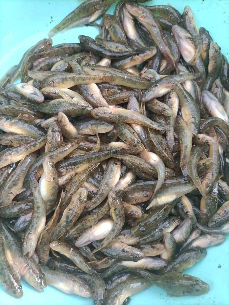 6cm小魚長到20厘米圖片：2019年批次七彩神仙魚成長記錄:七彩神仙魚成長記錄
