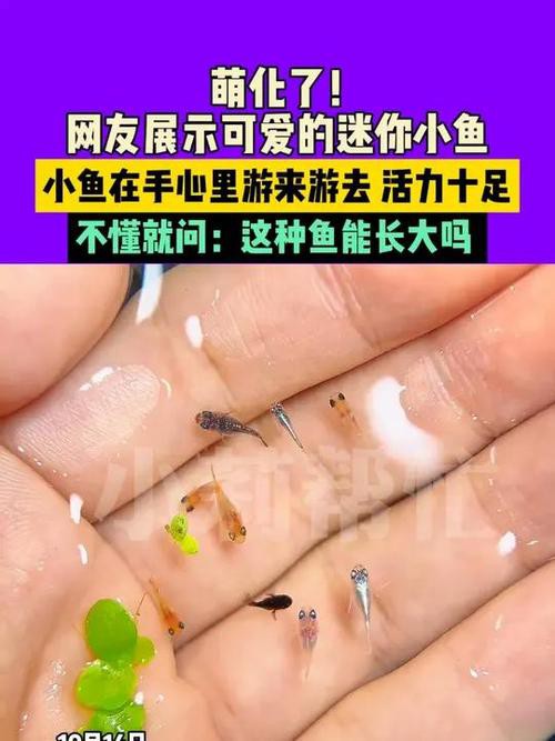 6cm小魚長到20厘米圖片：2019年批次七彩神仙魚成長記錄:七彩神仙魚成長記錄