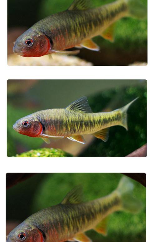 6cm小魚長到20厘米圖片：2019年批次七彩神仙魚成長記錄:七彩神仙魚成長記錄