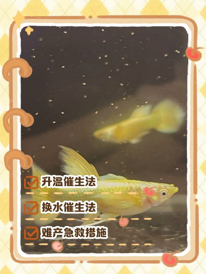 孔雀魚催生最快方法：孔雀魚催產最快方法
