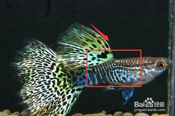 孔雀魚催生最快方法：孔雀魚催產最快方法