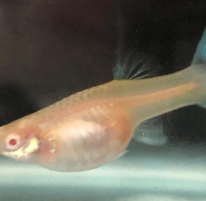孔雀魚催生最快方法：孔雀魚催產最快方法