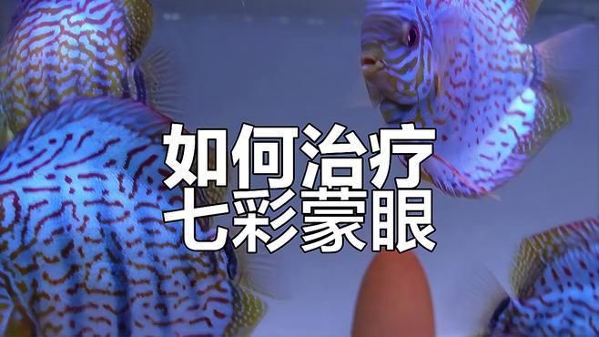如何預防觀賞魚蒙眼病？：觀賞魚眼睛白蒙這些方法幫你解決觀賞魚眼睛白蒙這些方法