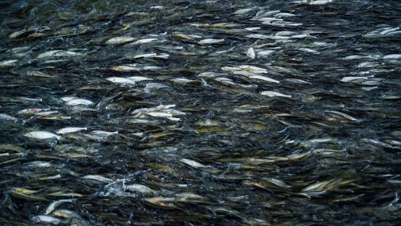 克什克騰龍魚店：克什克騰騰龍魚店在哪里