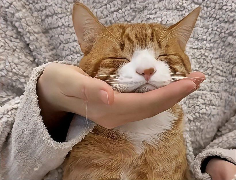 貓智商排名一覽表：貓咪“智商排行榜”來了，你家貓排第幾名竟是它多數人猜錯