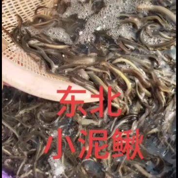 泥鰍批發市場：泥鰍市場價格多少錢一斤
