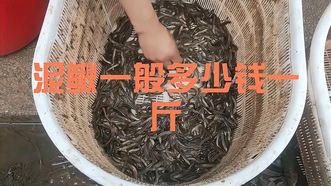 泥鰍批發市場：泥鰍市場價格多少錢一斤
