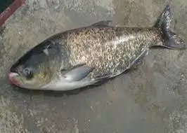 東北青魚又叫什么魚：東北 東北青魚又叫什么魚：東北\