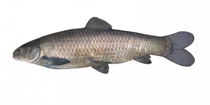 東北青魚又叫什么魚：東北 東北青魚又叫什么魚：東北\