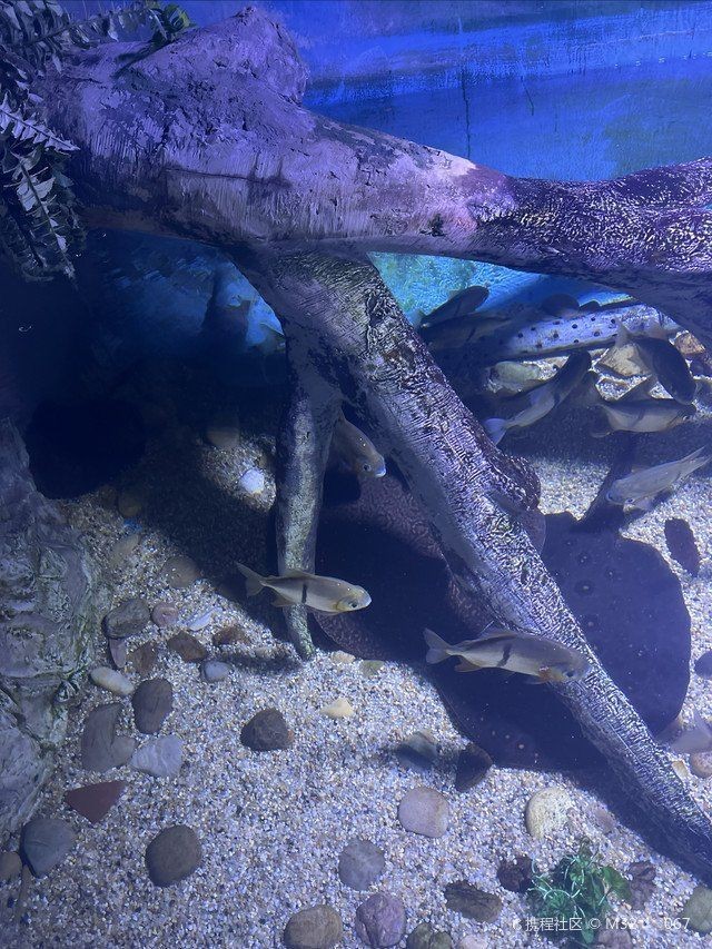 鹽城水族店：鹽城水族店)全球購(gòu)網(wǎng)鹽城高力家居港可麗愛(ài)水族館