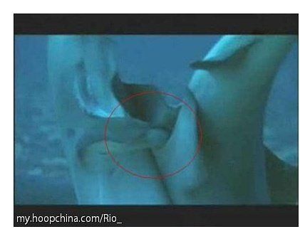 母鯨魚的陰部直徑是多少：藍(lán)鯨魚的生殖有多長念念師語課藍(lán)鯨魚的生殖技巧大揭秘