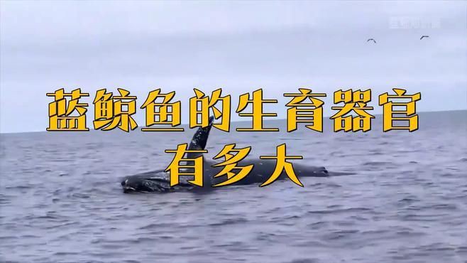 母鯨魚的陰部直徑是多少：藍(lán)鯨魚的生殖有多長念念師語課藍(lán)鯨魚的生殖技巧大揭秘
