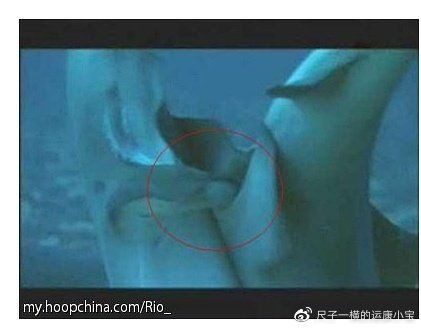 母鯨魚的陰部直徑是多少：藍(lán)鯨魚的生殖有多長念念師語課藍(lán)鯨魚的生殖技巧大揭秘