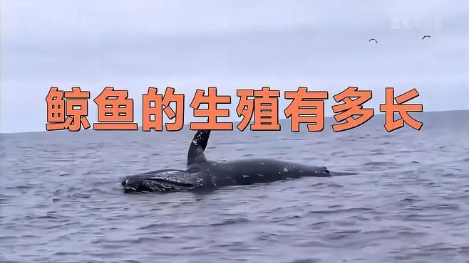 母鯨魚的陰部直徑是多少：藍(lán)鯨魚的生殖有多長念念師語課藍(lán)鯨魚的生殖技巧大揭秘