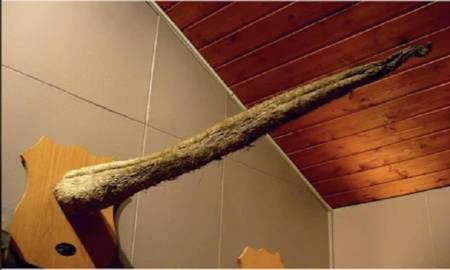 母鯨魚的陰部直徑是多少：藍(lán)鯨魚的生殖有多長念念師語課藍(lán)鯨魚的生殖技巧大揭秘