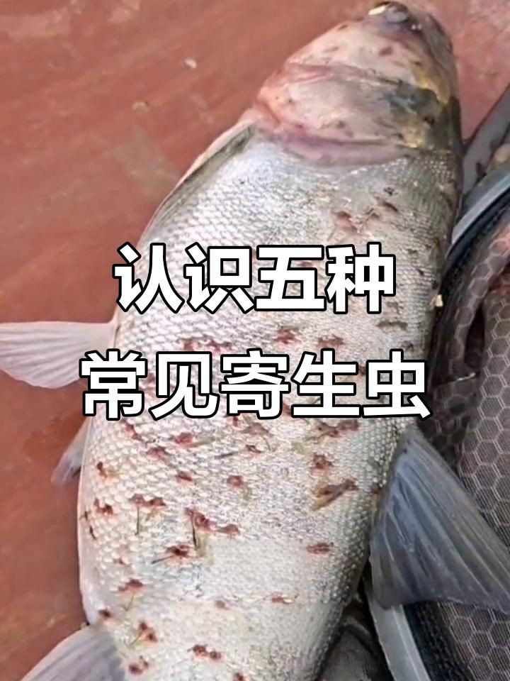 有哪些常見的魚類寄生蟲：渾身都是“寄生蟲”的4種魚,賣魚老板自己都不吃